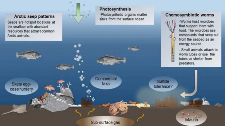 Hydrocarbon seeps fuel biological production in the Arctic Ocean