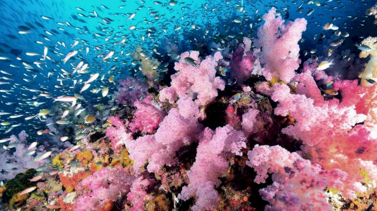Coastal pollution reduces genetic diversity of corals, reef resilience