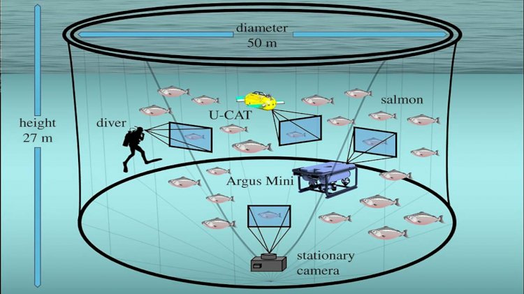 Robo-turtles in fish farms reduce fish stress