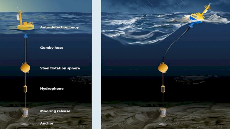 WHOI joins effort to accelerate marine life protection technology