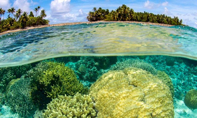 Novel tool sheds light on coral reef erosion