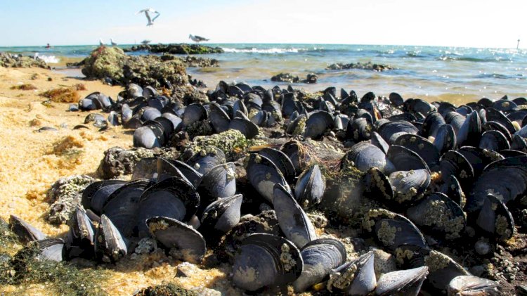 Mussel reefs heighten the risk of microplastic exposure and consumption