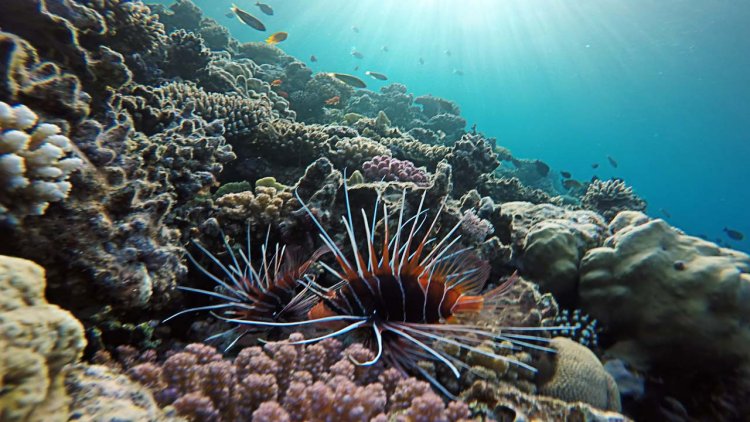 NOAA grants to advance coral reef conservation science and management