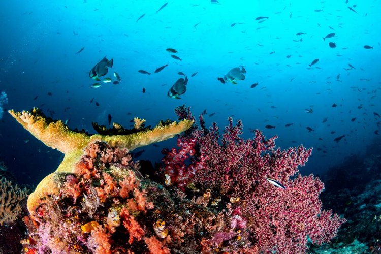 First Discovery In 120 Years: A New Coral Reef In Australia's Great 