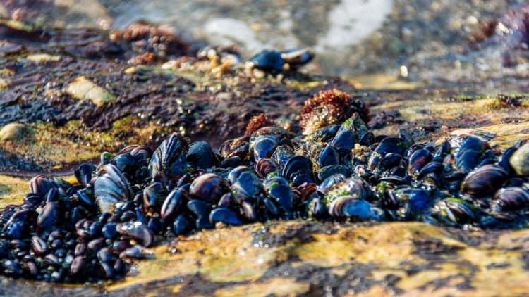 The most consumed species of mussels contain microplastics all around the world