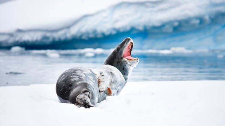 Scientists study how Antarctic seals and penguins react to drones versus ground surveys