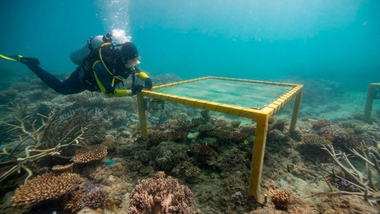 Reef experiment set to answer big reef restoration questions