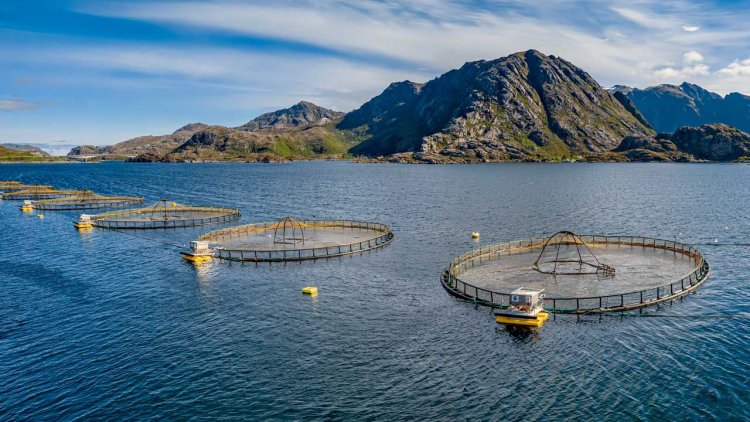 New study: offshore aquaculture as a market for ocean renewable energy