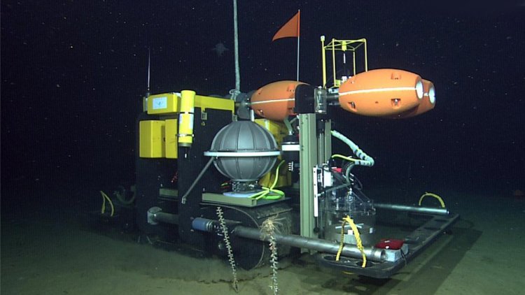 Robots documenting deep-sea biodiversity reveal a spectacular spaghetti worm