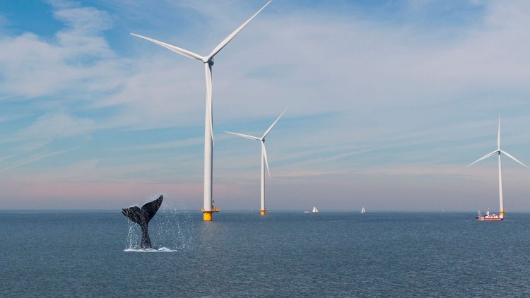 Whale-protecting ocean drones accelerate offshore wind