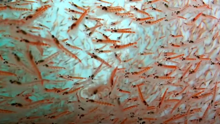 New aquarium under development for Antarctic krill research