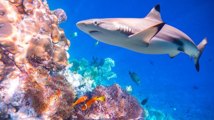 Australian reefs a lifeboat for sharks and rays as global populations decline