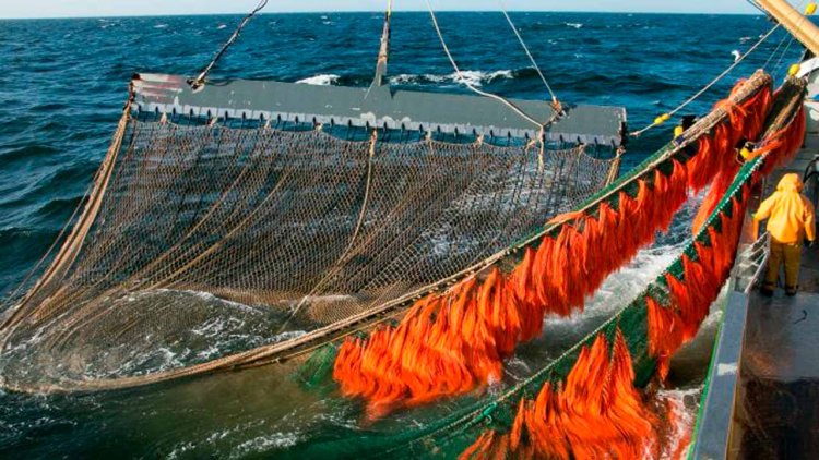 German shrimp fishermen will stop the use of Dolly Ropes