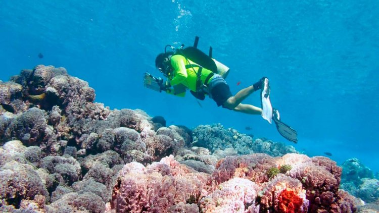 NOAA unveils new tool for exploring coral reef data
