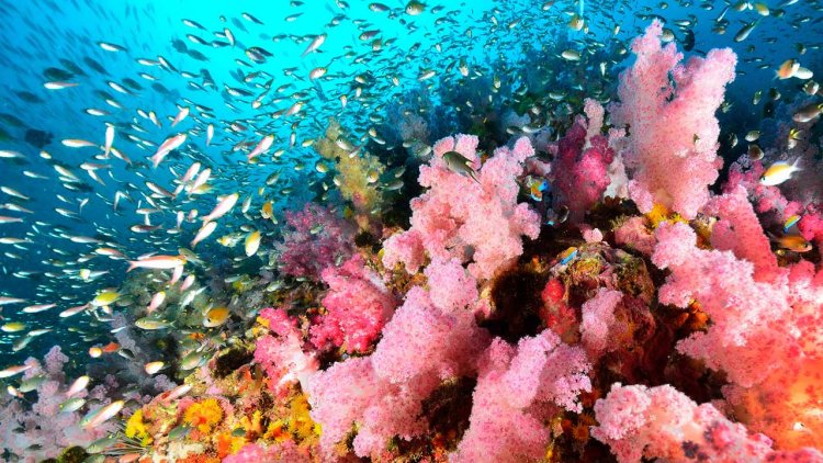 Coral reefs in peril from record-breaking ocean heat