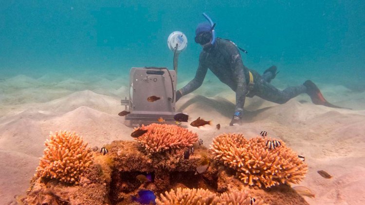 Scientists study how underwater soundscapes and young fish could help the Reef
