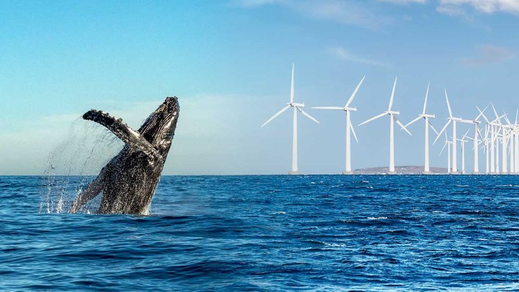 BOEM and NOAA announce final North Atlantic Right Whale and Offshore Wind Strategy