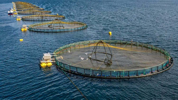Napop integrates hydrogen and fish farming in Norway