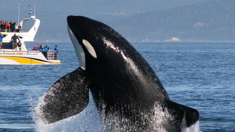 Orcas demonstrate they no longer need to hunt in packs to take down the great white shark