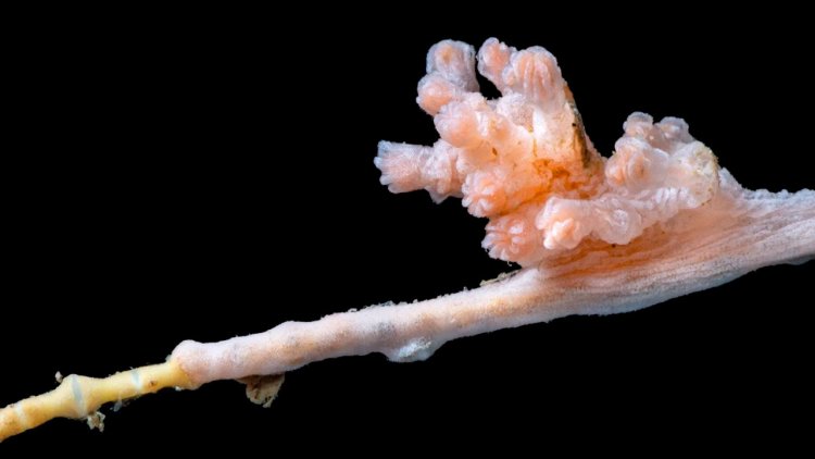 Unique coral found in deep Arctic Ocean is "almost certainly a new species"