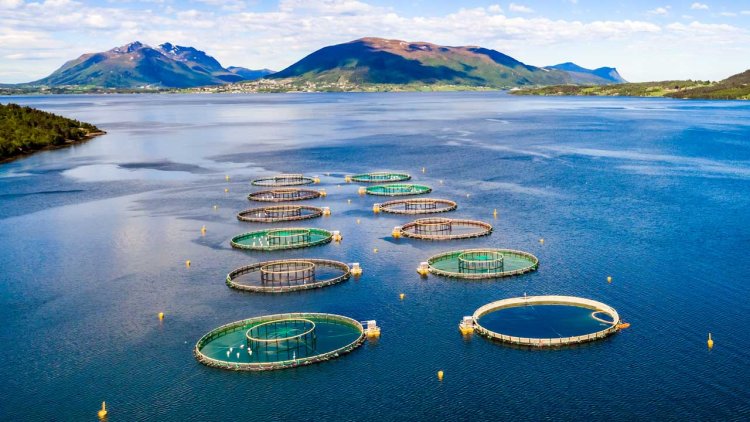 Aquaculture overtakes wild fisheries for first time: UN repo