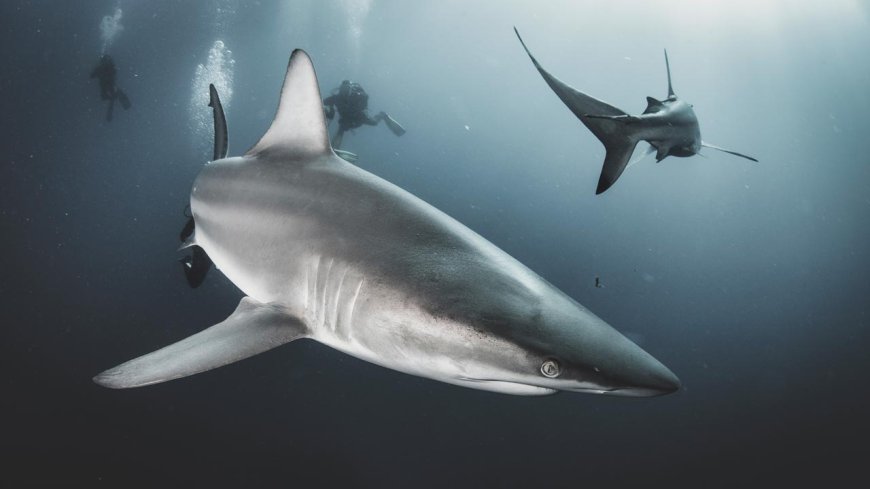 Sharks and rays found living around Dutch wind farms