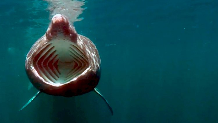 Autonomous ‘sharkcam Filmed Basking Sharks In Water For The First Time Seawanderer 6471