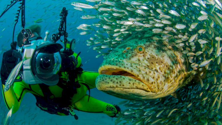 Researchers constructed artificial reefs to study groupers