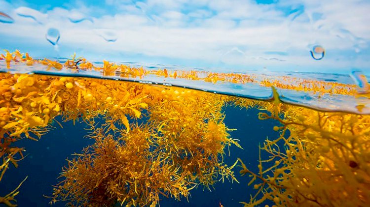 Damen partners with Maris to consider seaweed solution