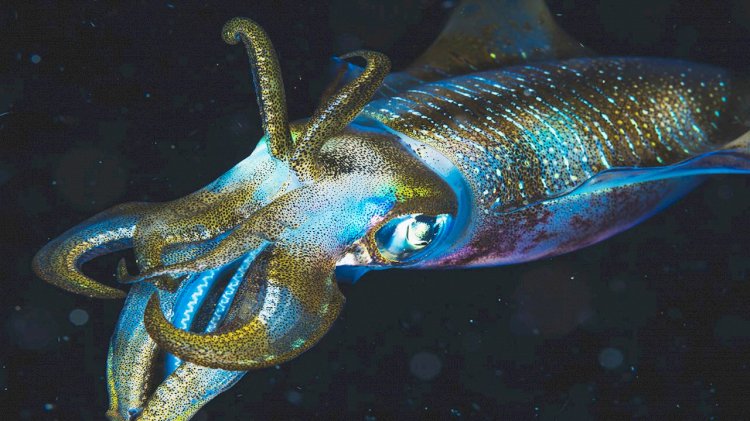 Underwater pile driving noise causes alarm responses in squid